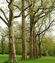 Fototapeta na wymiar Save Download Preview Beautiful trees in Hyde Park, London, UK, beginning of the spring season