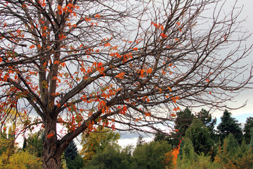 A nearly naked tree in October park
