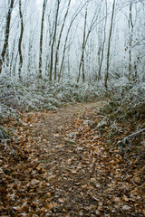 Winter forest rime