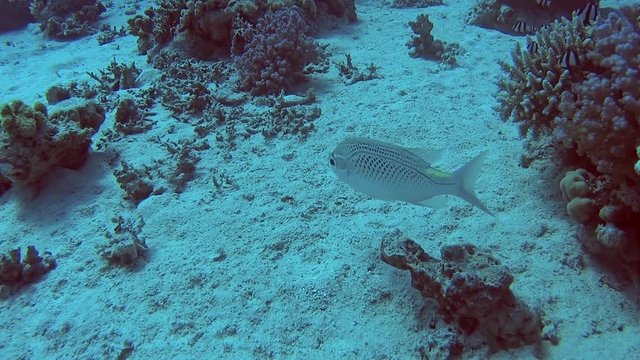 Arabian threadfin bream scolopsis ghanam swimming on sandy seabed in tropical sea by hard coral reef