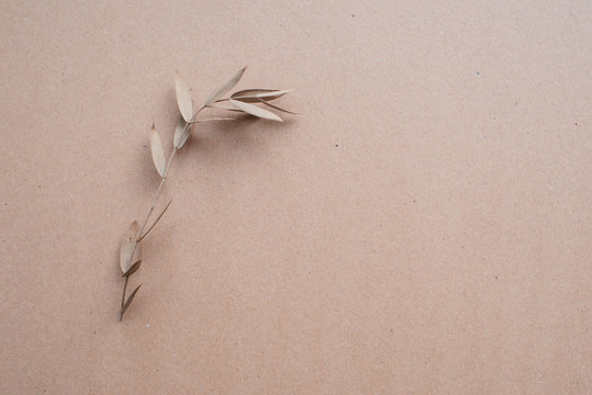 Isolated dry twig with leaves on the background of kraft paper. Beautiful conceptual photography for designers, artists, advertising and other creative purposes.
