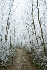 Fototapeta premium Winter forest rime