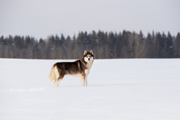 Fototapeta na wymiar Siberian husky and winter