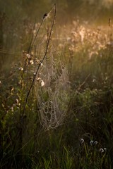 pajęczyna pokryta kropelkami rosy jak perłami o wschodzie słońca