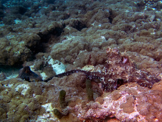 Octopus mating in the Maldives