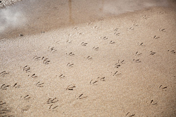 Bird footprints in the sand