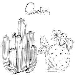 Vector Cactus. Floral botanical flower. Black and white engraved ink art. Isolated cacti illustration element.