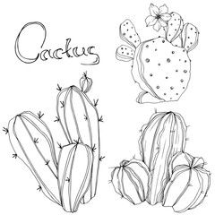 Vector Cactus. Floral botanical flower. Black and white engraved ink art. Isolated cacti illustration element.