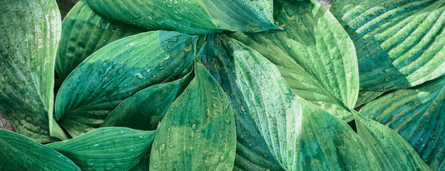 Fresh garden leaves bell organic gardening background - 236344174