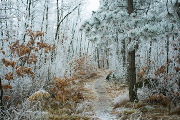Winter forest rime