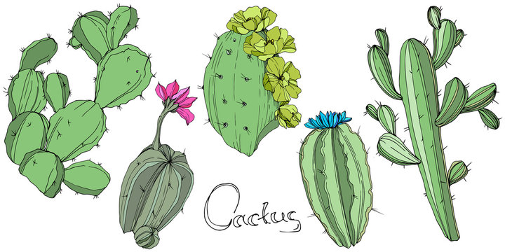 Vector Cactus. Floral botanical flower. Green engraved ink art. Isolated cacti illustration element.