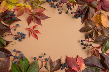 wild grapes