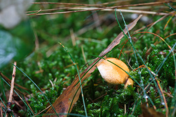 Pfifferling mit Moos Nahaufnahme