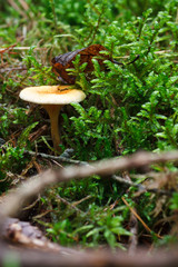 Pfifferling mit Moos Nahaufnahme