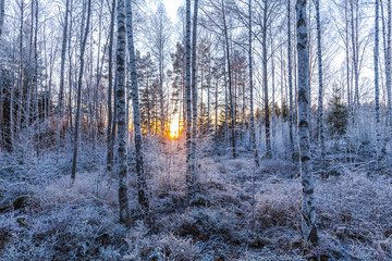 Frozen birch forest