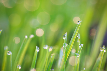 Grashalme mit Wassertropfen