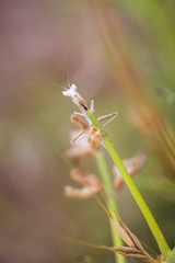 Gottesanbeterin, Mantis