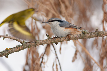 Eurasian nuthatch sits on a branch of a larch on a background of bushes and a flying bird.