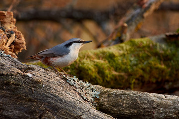 Eurasian nuthatch sits on a log with lichen on a background of autumn forest.