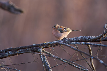 Chaffinch sits on a branch in a forest park in late autumn.