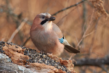 Eurasian jay sits on a fallen log and eats sunflower seeds in late autumn.