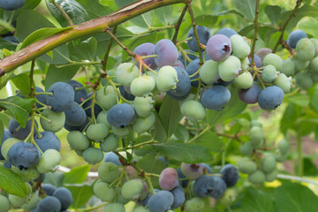 bunches of ripe and unripe blueberry berries on a bush.