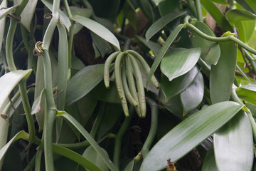 Obraz premium Vanilla