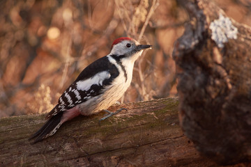 Middle spotted woodpecker sits on a trunk of a fallen tree in the warm rays of the morning sun (in a forest park).