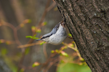 Eurasian nuthatch sits on a tree trunk in its famous stand (in a spring forest park).