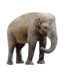 Fototapeta na wymiar elephant isolated on white background.