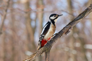 Obraz premium Great spotted woodpecker sits on a branch with flaking bark in a forest park in winter.