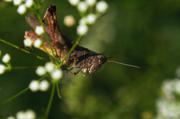 Grasshopper sitting on a flower stalk very close (macro).