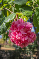 Fototapeta premium Hibiscus flower, China rose, Chinese hibiscus, shoe flower Hibiscus rosa sinensis in the garden
