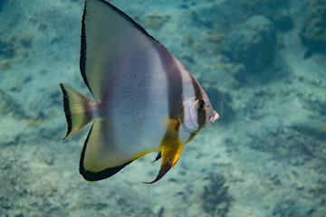 Batfish