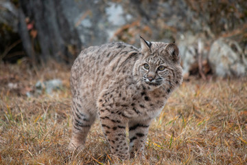 Fototapeta premium Siberian Lynx Kitten