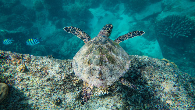 Karett Bilder – Durchsuchen 113 Archivfotos, Vektorgrafiken und Videos ...