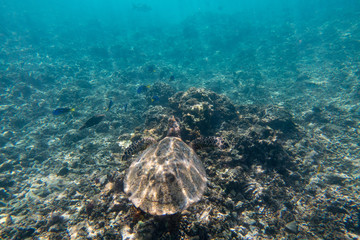 Sechellen Karett Schildkröte