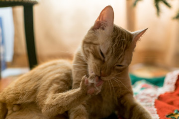 navidad felina bajo el árbol 2