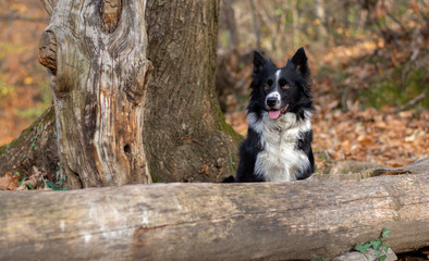 A wonderful border collie puppy plays happily hidden among the trees of the forest and the autumn leaves