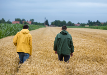 Farmers walking in wheat field © Budimir Jevtic