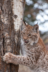 Siberian Lynx Kitten