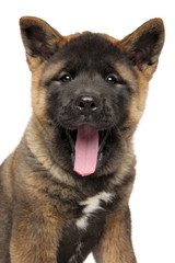 Portrait of Happy American Akita puppy