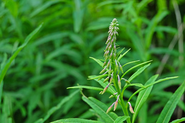 Fototapeta na wymiar Willow-herb