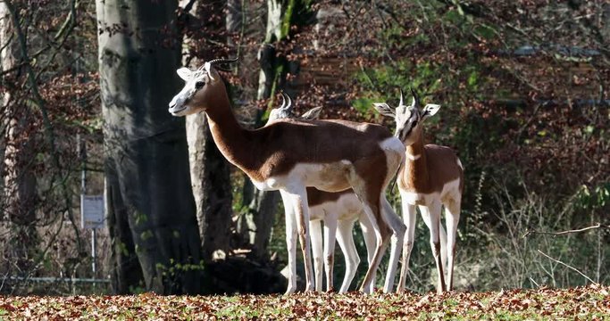 Mhorr-Gazelle -  Gazella dama mhorr