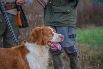 Beautiful hunting dog and two hunters