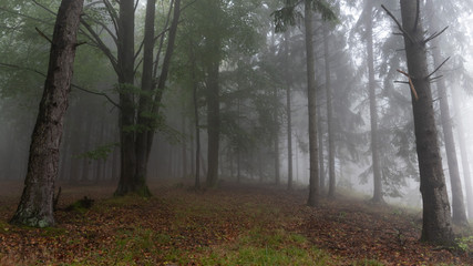 Wald im Nebel