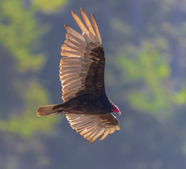 flying turkey vulture