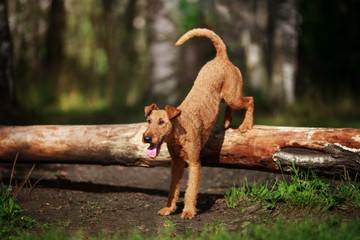 Red dog performs the trick wall on the tree.