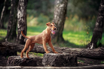 Red dog performs exercises on the tree. Obedience. - 236349798
