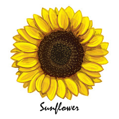 Beautiful hand-drawn sunflower (helianthus) in vector. Realistic sunflower close-up. Botanical element for design.